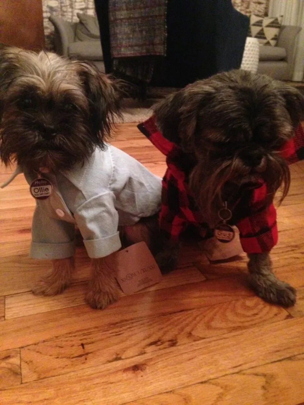 Chambray Dog Shirt